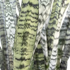 Live Snake Plant Sansievieria Zeylanica In 9.25 Grower Pot 7 Live Snake Plant Sansievieria Zeylanica In 9.25 Grower Pot -United Nursery united nursery snake plants 22693 4f 1000