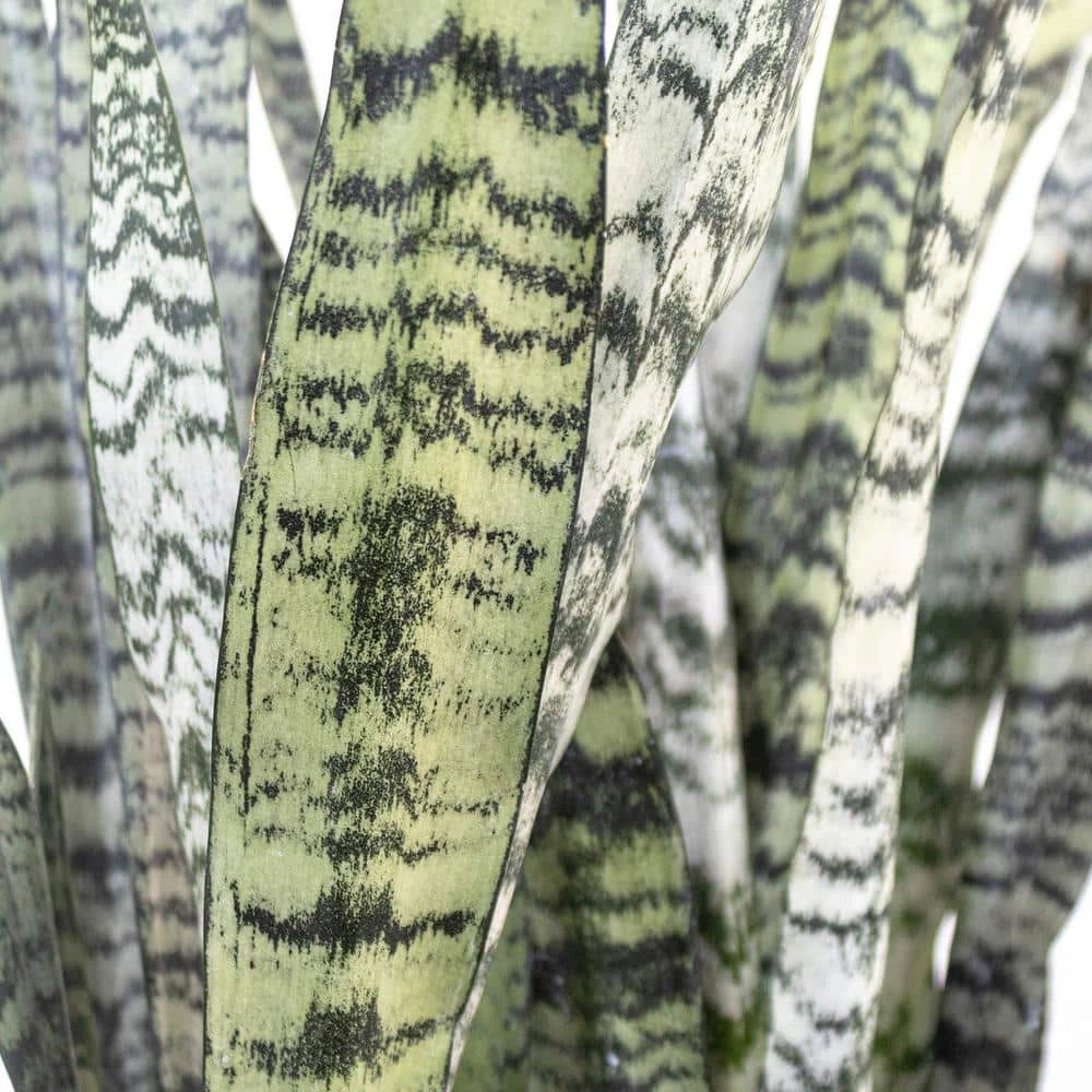 Live Snake Plant Sansievieria Zeylanica In 9.25 Grower Pot 4 Live Snake Plant Sansievieria Zeylanica In 9.25 Grower Pot - Image 4
