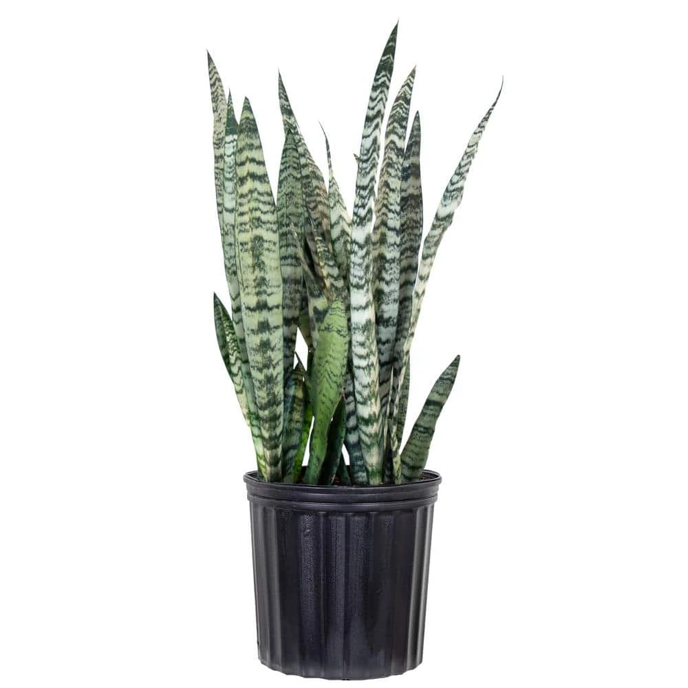 Live Snake Plant Sansievieria Zeylanica In 9.25 Grower Pot 1 Live Snake Plant Sansievieria Zeylanica In 9.25 Grower Pot