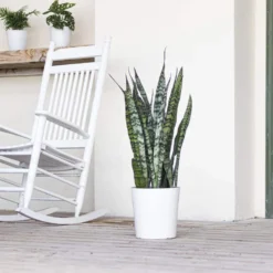Live Snake Plant Sansievieria Zeylanica In 9.25 Grower Pot 6 Live Snake Plant Sansievieria Zeylanica In 9.25 Grower Pot -United Nursery united nursery snake plants 22693 c3 1000