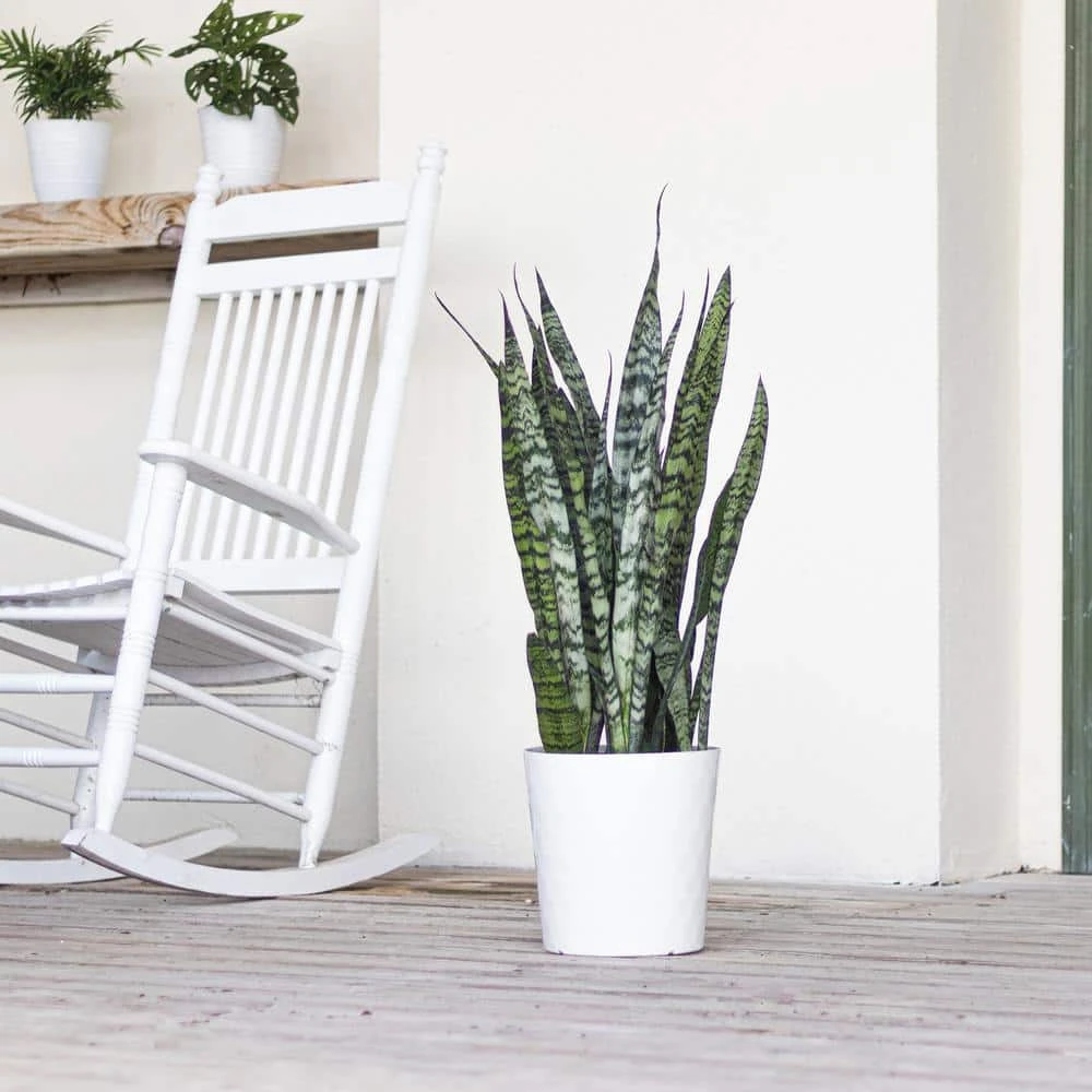 Live Snake Plant Sansievieria Zeylanica In 9.25 Grower Pot 3 Live Snake Plant Sansievieria Zeylanica In 9.25 Grower Pot - Image 3