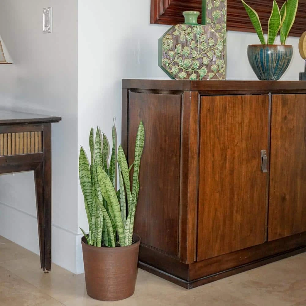 Live Snake Plant Sansievieria Zeylanica In 9.25 Grower Pot 2 Live Snake Plant Sansievieria Zeylanica In 9.25 Grower Pot - Image 2