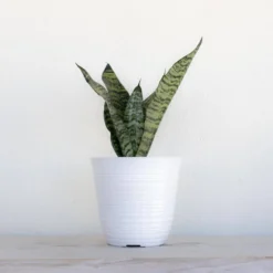 Live Sansevieria Zeylanica Indoor Snake Plant Shipped In 6 In. Grower Pot 7 Live Sansevieria Zeylanica Indoor Snake Plant Shipped In 6 In. Grower Pot -United Nursery united nursery snake plants 26455 31 1000