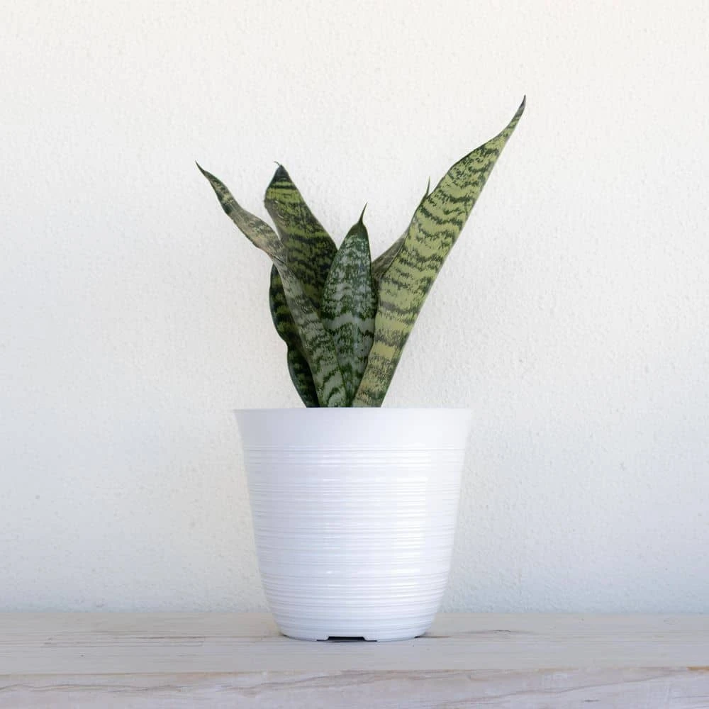 Live Sansevieria Zeylanica Indoor Snake Plant Shipped In 6 In. Grower Pot 4 Live Sansevieria Zeylanica Indoor Snake Plant Shipped In 6 In. Grower Pot - Image 4