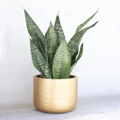 Live Sansevieria Zeylanica Indoor Snake Plant Shipped In 6 In. Grower Pot 6 Live Sansevieria Zeylanica Indoor Snake Plant Shipped In 6 In. Grower Pot -United Nursery united nursery snake plants 26455 4f 1000