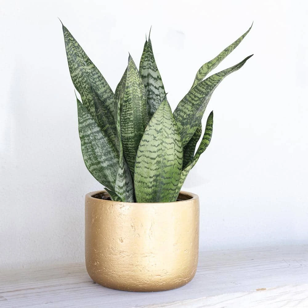 Live Sansevieria Zeylanica Indoor Snake Plant Shipped In 6 In. Grower Pot 3 Live Sansevieria Zeylanica Indoor Snake Plant Shipped In 6 In. Grower Pot - Image 3