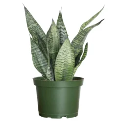 Live Sansevieria Zeylanica Indoor Snake Plant Shipped In 6 In. Grower Pot