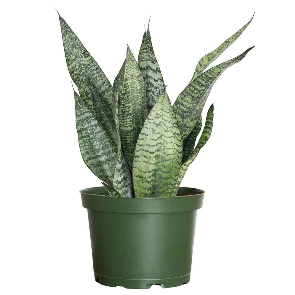 Live Sansevieria Zeylanica Indoor Snake Plant Shipped In 6 In. Grower Pot 1 Live Sansevieria Zeylanica Indoor Snake Plant Shipped In 6 In. Grower Pot