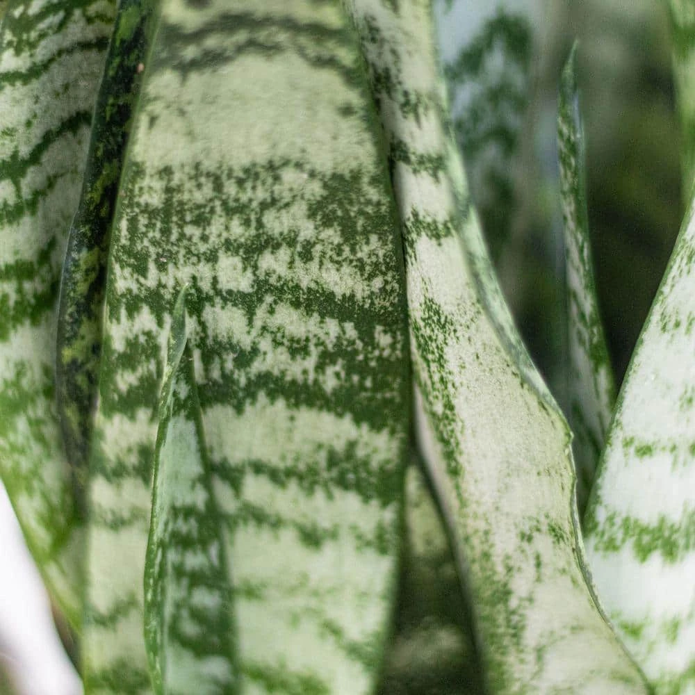 Live Sansevieria Zeylanica Indoor Snake Plant Shipped In 6 In. Grower Pot 2 Live Sansevieria Zeylanica Indoor Snake Plant Shipped In 6 In. Grower Pot - Image 2