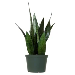 14 In. To 16 In. Tall Snake Plant Sansevieria Robusta Plant In 6 In. Grower