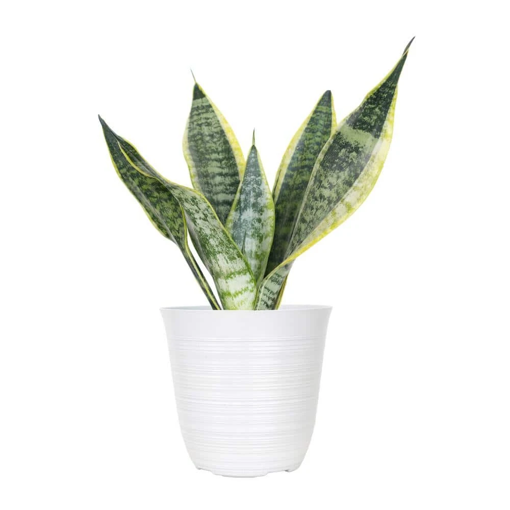 Live Snake Plant Sansevieria Laurentii Easy Care Plant In 6 Inch White Decor Pot 1 Live Snake Plant Sansevieria Laurentii Easy Care Plant In 6 Inch White Decor Pot