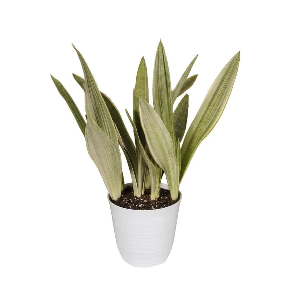 Live Snake Plant Sansevieria Sayuri Plant 6 Inch White Decor Pot 2 Live Snake Plant Sansevieria Sayuri Plant 6 Inch White Decor Pot - Image 2