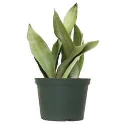 12. In To 16 In. Tall Snake Plant Sansevieria Moonshine Plant In 6 In. Grower Pot