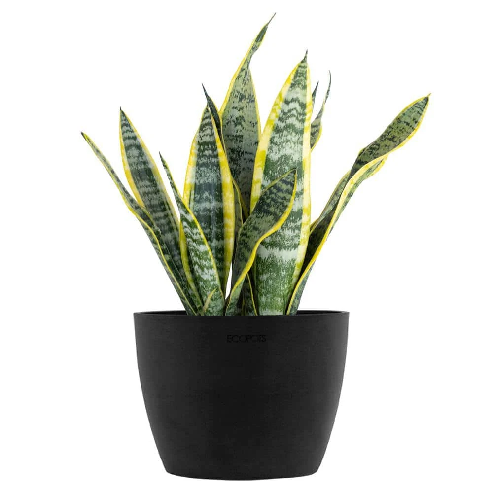 Sansevieria Laurentii Live Snake Plant In 6 Inch Premium Ecopots Dark Grey Pot 1 Sansevieria Laurentii Live Snake Plant In 6 Inch Premium Ecopots Dark Grey Pot