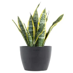 Sansevieria Laurentii Live Snake Plant In 6 Inch Premium Ecopots Grey Pot
