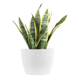 Sansevieria Laurentii Live Snake Plant In 6 Inch Premium Ecopots Pure White