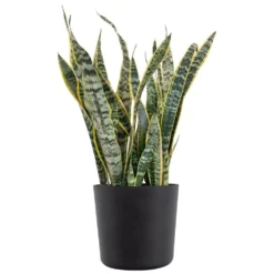 Sansevieria Laurentii Live Indoor Outdoor Plant In 10 Inch Premium Ecopots Dark Grey