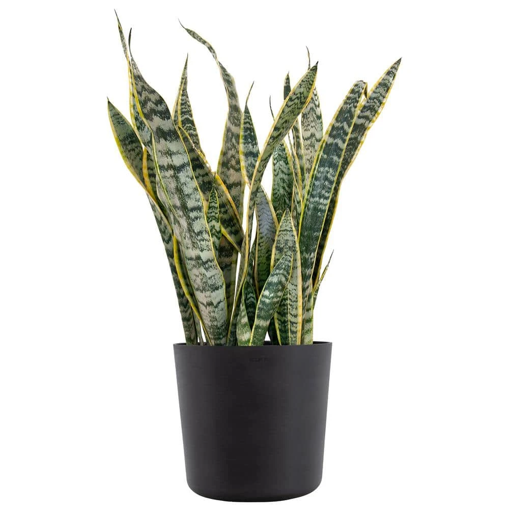 Sansevieria Laurentii Live Indoor Outdoor Plant In 10 Inch Premium Ecopots Dark Grey 1 Sansevieria Laurentii Live Indoor Outdoor Plant In 10 Inch Premium Ecopots Dark Grey