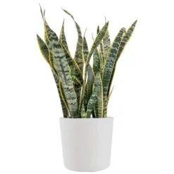 Sansevieria Laurentii Live Indoor Outdoor Plant In 10 Inch Premium Ecopots Pure White