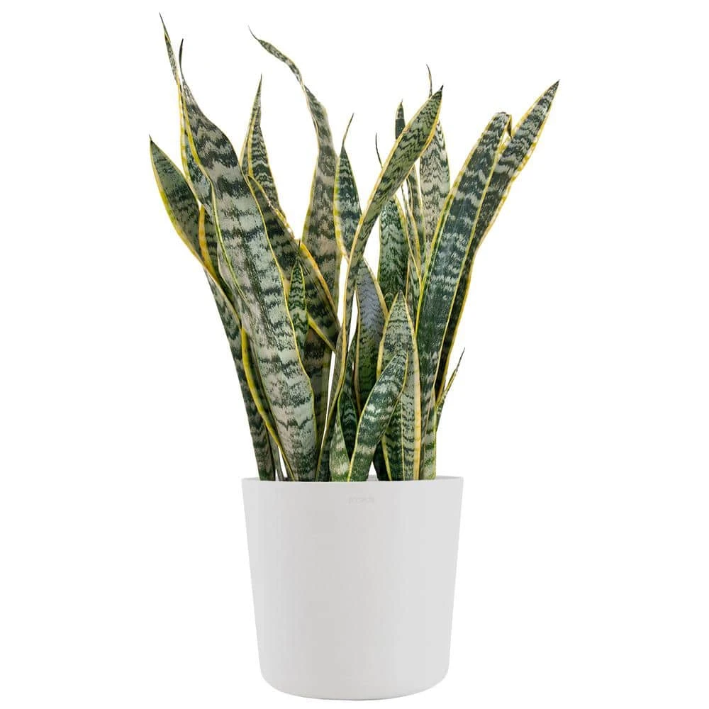 Sansevieria Laurentii Live Indoor Outdoor Plant In 10 Inch Premium Ecopots Pure White 1 Sansevieria Laurentii Live Indoor Outdoor Plant In 10 Inch Premium Ecopots Pure White