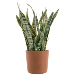 Sansevieria Laurentii Live Indoor Outdoor Plant In 10 Inch Premium Ecopots Terracotta
