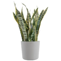 Sansevieria Laurentii Live Indoor Outdoor Plant In 10 Inch Premium Ecopots White Grey