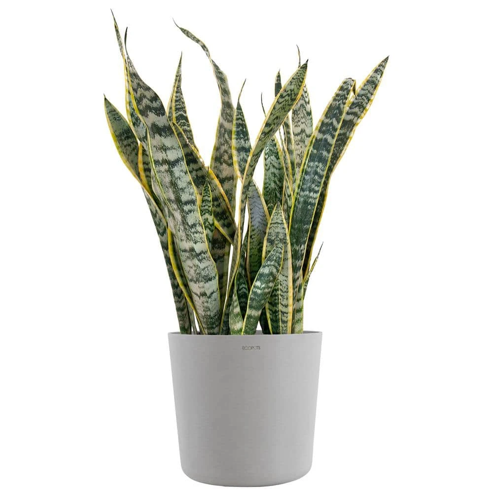 Sansevieria Laurentii Live Indoor Outdoor Plant In 10 Inch Premium Ecopots White Grey 1 Sansevieria Laurentii Live Indoor Outdoor Plant In 10 Inch Premium Ecopots White Grey