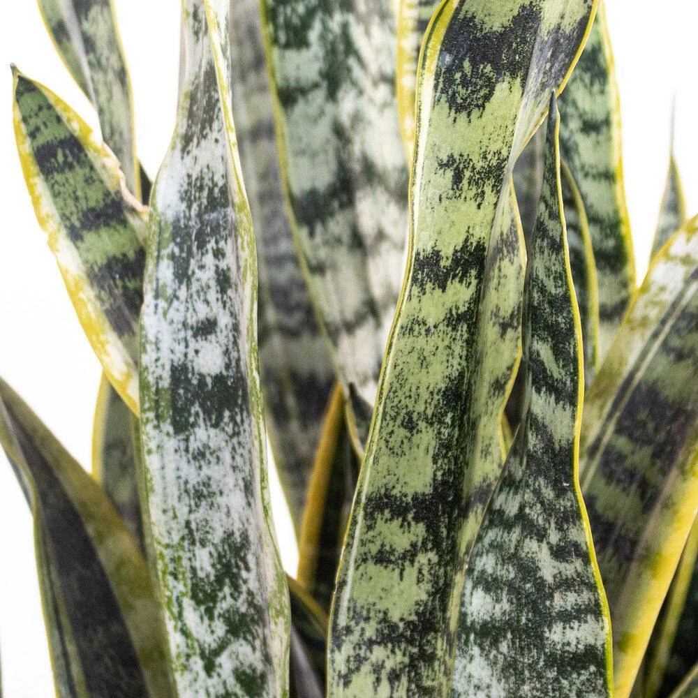 Sansevieria Laurentii Live Indoor Outdoor Plant In 10 Inch Premium Ecopots White Grey 2 Sansevieria Laurentii Live Indoor Outdoor Plant In 10 Inch Premium Ecopots White Grey - Image 2