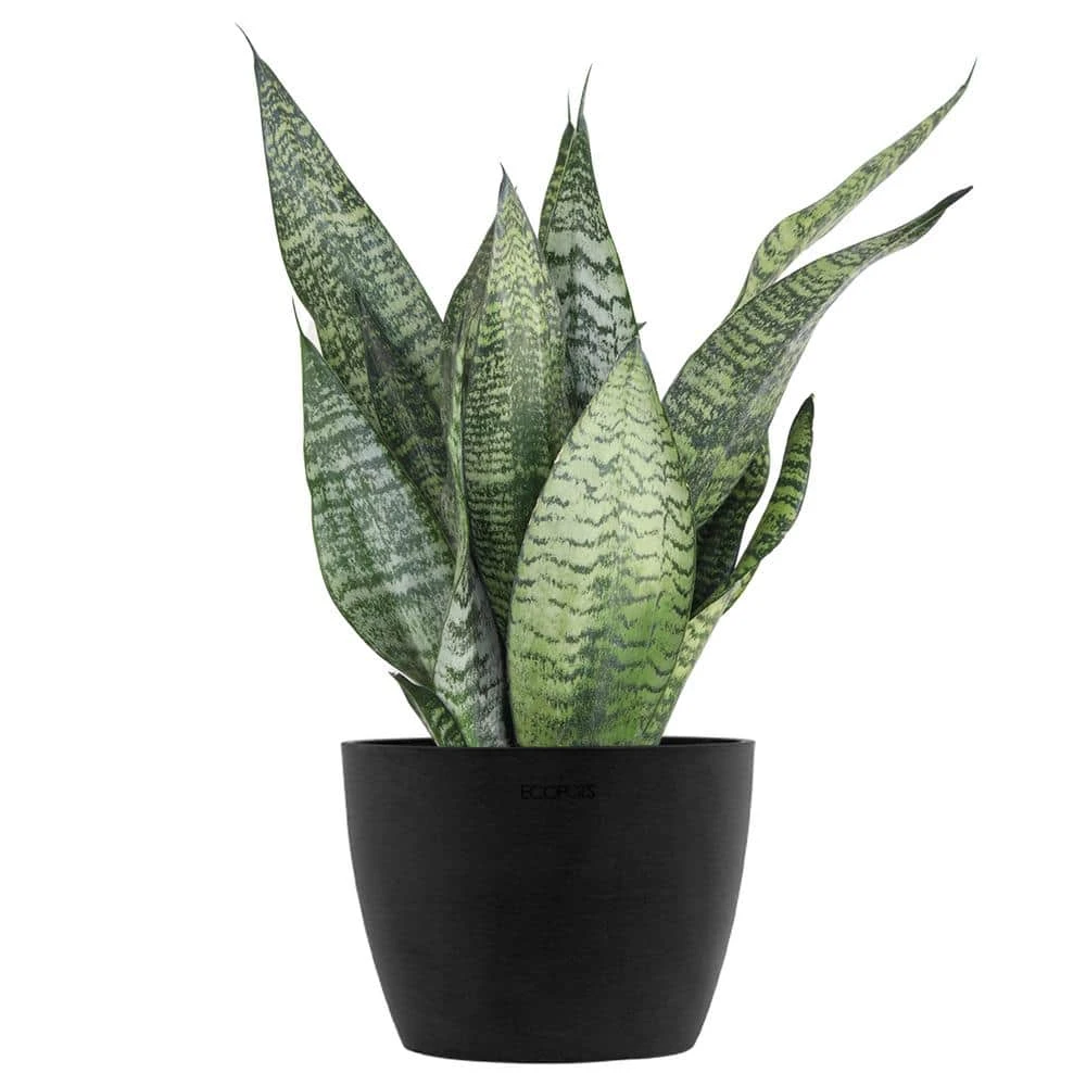 Sansevieria Zeylanica Live Snake Plant In 6 Inch Premium Ecopots Dark Grey 1 Sansevieria Zeylanica Live Snake Plant In 6 Inch Premium Ecopots Dark Grey