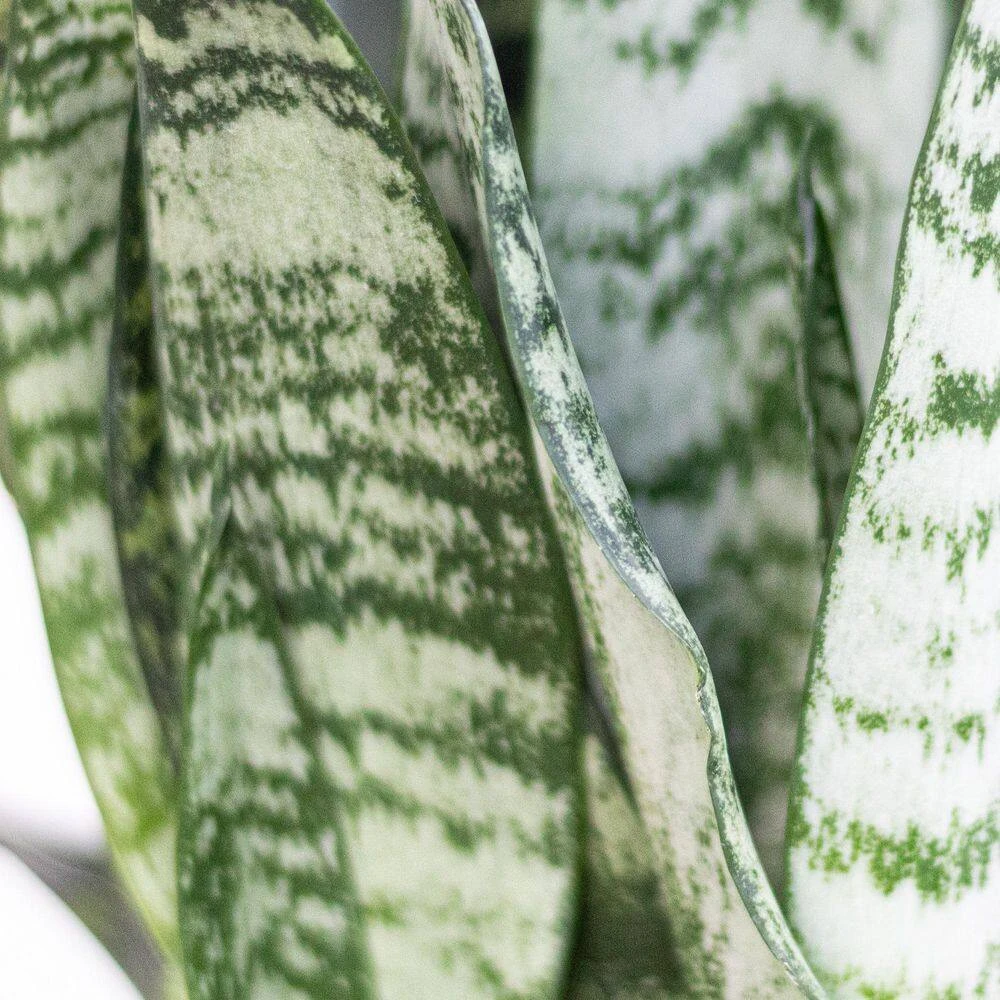 Sansevieria Zeylanica Live Snake Plant In 6 Inch Premium Ecopots Dark Grey 2 Sansevieria Zeylanica Live Snake Plant In 6 Inch Premium Ecopots Dark Grey - Image 2