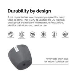 Sansevieria Zeylanica Live Snake Plant In 6 Inch Premium Ecopots Pure White 7 Sansevieria Zeylanica Live Snake Plant In 6 Inch Premium Ecopots Pure White -United Nursery united nursery snake plants szey6shpw 1f 1000