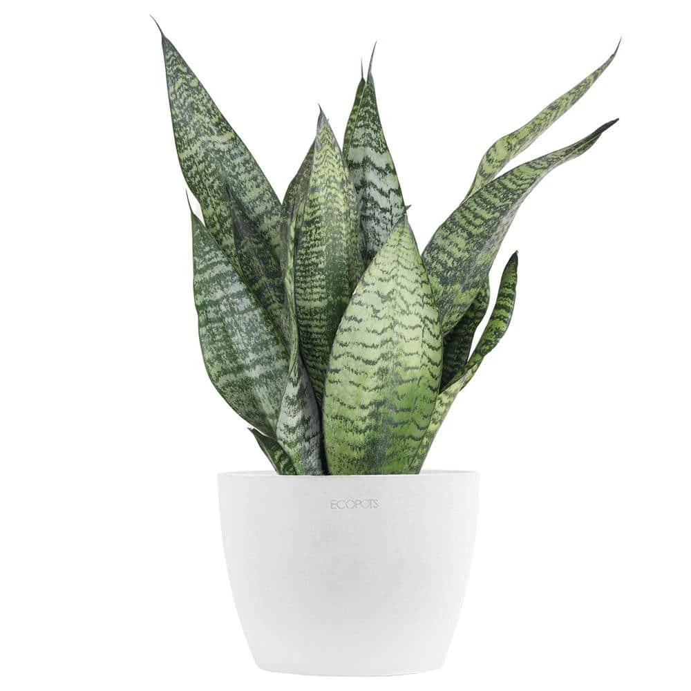Sansevieria Zeylanica Live Snake Plant In 6 Inch Premium Ecopots Pure White 1 Sansevieria Zeylanica Live Snake Plant In 6 Inch Premium Ecopots Pure White