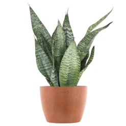 Sansevieria Zeylanica Live Snake Plant In 6 Inch Premium Ecopots Terracotta