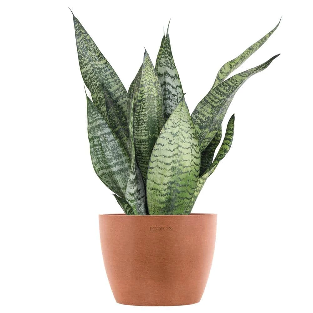 Sansevieria Zeylanica Live Snake Plant In 6 Inch Premium Ecopots Terracotta 1 Sansevieria Zeylanica Live Snake Plant In 6 Inch Premium Ecopots Terracotta