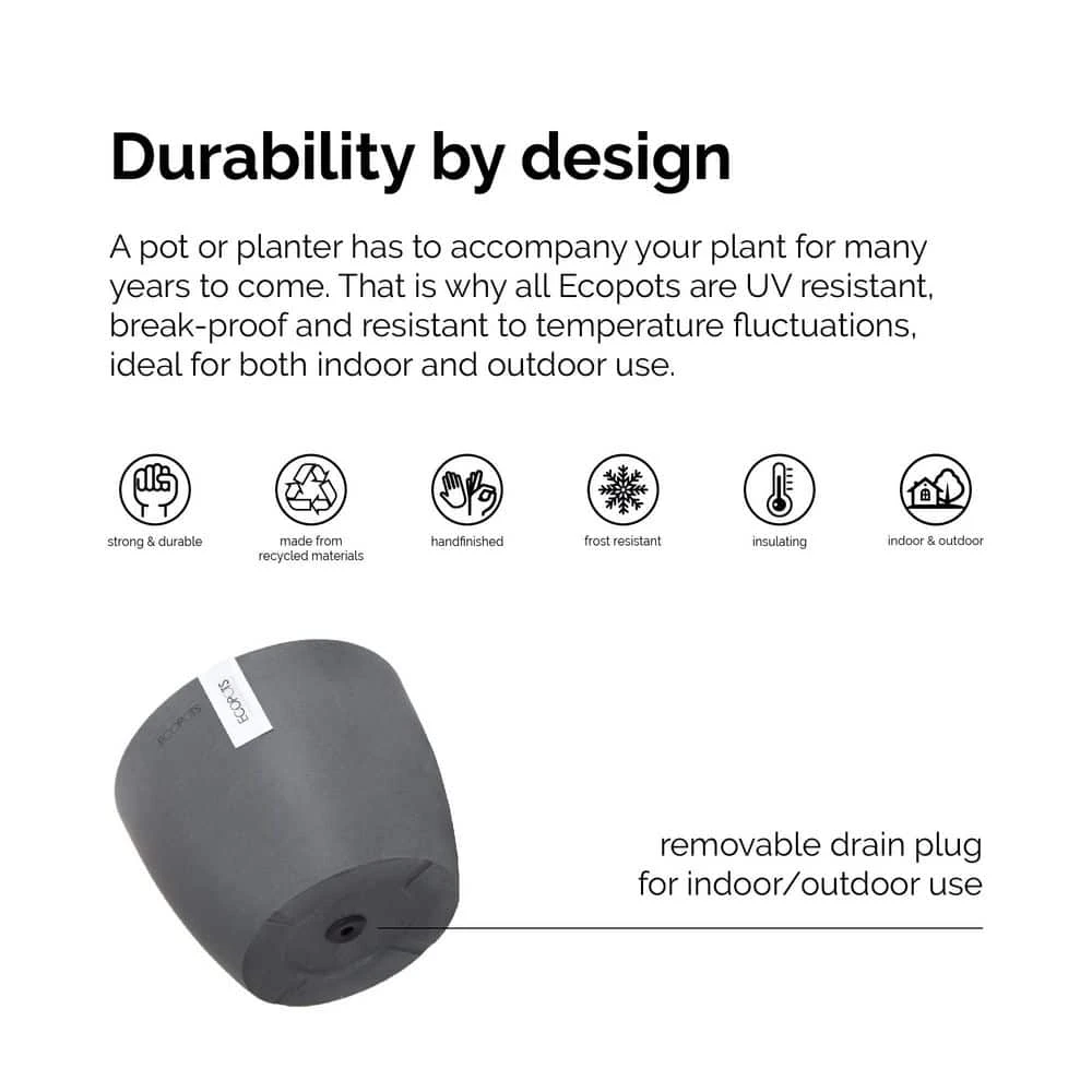 Sansevieria Zeylanica Live Snake Plant In 6 Inch Premium Ecopots White Grey Pot 3 Sansevieria Zeylanica Live Snake Plant In 6 Inch Premium Ecopots White Grey Pot - Image 3