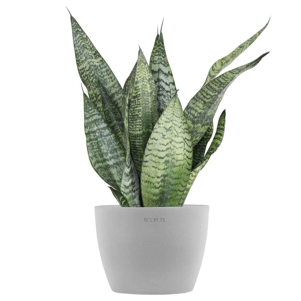 Sansevieria Zeylanica Live Snake Plant In 6 Inch Premium Ecopots White Grey Pot 1 Sansevieria Zeylanica Live Snake Plant In 6 Inch Premium Ecopots White Grey Pot