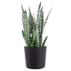 Sansevieria Zeylanica Live Snake Plant Indoor Outdoor Easy Care Plant In 10 Inch Premium Ecopots Dark Grey Pot