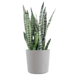 Sansevieria Zeylanica Live Snake Plant Indoor Outdoor Easy Care Plant In 10 Inch Premium Ecopots White Grey Pot