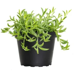 4 In. String Of Bananas Succulent Plant In Grower Pot