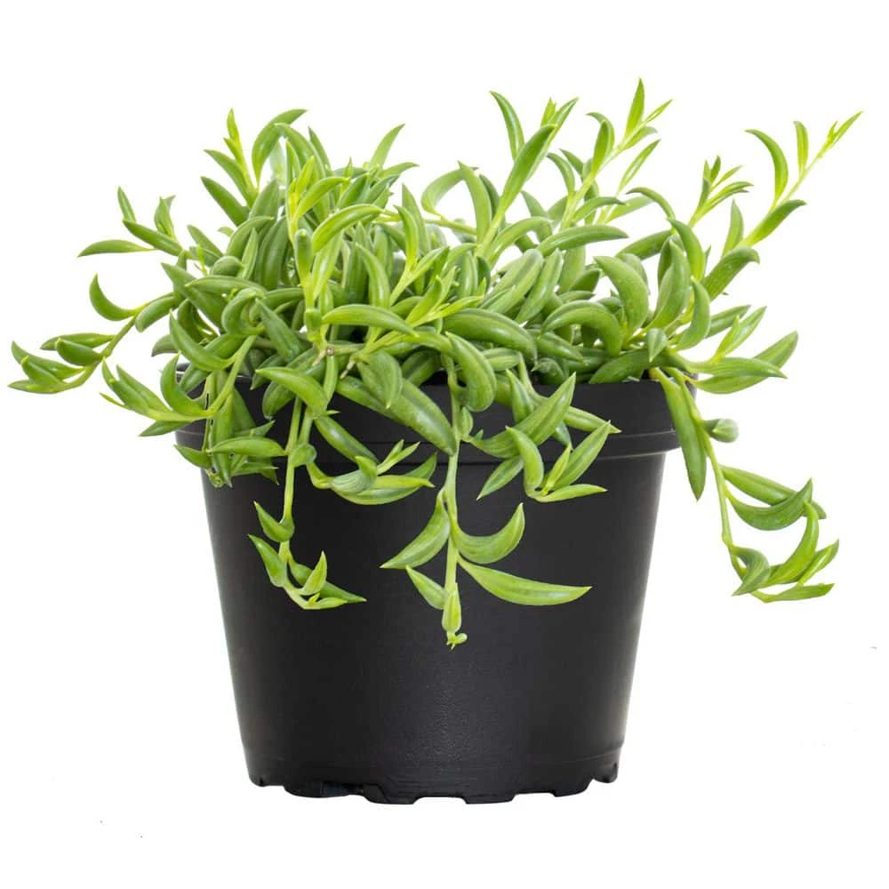 4 In. String Of Bananas Succulent Plant In Grower Pot 1 4 In. String Of Bananas Succulent Plant In Grower Pot