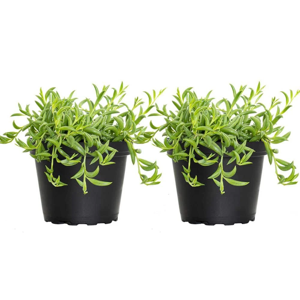 4 In. String Of Bananas Succulent Plant In Grower Pot (2-Pack) 1 4 In. String Of Bananas Succulent Plant In Grower Pot (2-Pack)