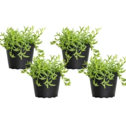 4 In. String Of Bananas Succulent Plant In Grower Pot (4-Pack)
