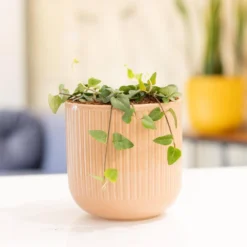 4 In. String Of Hearts Ceropegia Woodii Succulent Plant In Grower Pot -United Nursery united nursery succulent plants 4sohgp 31 1000