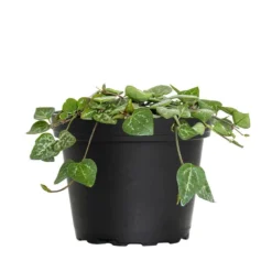 4 In. String Of Hearts Ceropegia Woodii Succulent Plant In Grower Pot