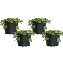 4 In. String Of Hearts Ceropegia Woodii Succulent Plant In Grower Pot (4-Pack)