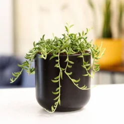4 In. String Of Pearls And String Of Bananas Plant Collection In Grower Pots (2-Pack) 5 4 In. String Of Pearls And String Of Bananas Plant Collection In Grower Pots (2-Pack) -United Nursery united nursery succulent plants 4sopsobgpduo 31 1000