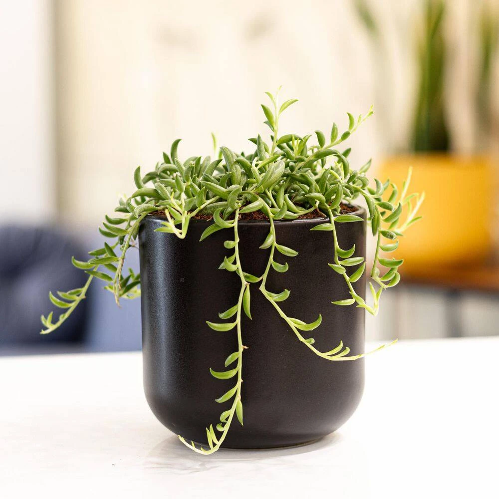 4 In. String Of Pearls And String Of Bananas Plant Collection In Grower Pots (2-Pack) 3 4 In. String Of Pearls And String Of Bananas Plant Collection In Grower Pots (2-Pack) - Image 3