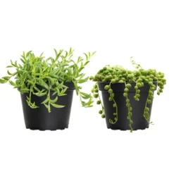4 In. String Of Pearls And String Of Bananas Plant Collection In Grower Pots (2-Pack)
