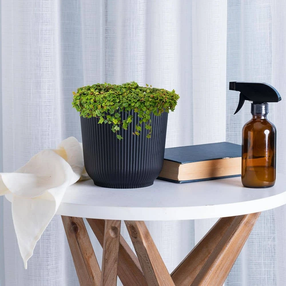 6 In. String Of Frogs Ficus Pumila Plant In Grower Pot 3 6 In. String Of Frogs Ficus Pumila Plant In Grower Pot - Image 3