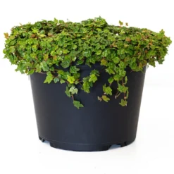 6 In. String Of Frogs Ficus Pumila Plant In Grower Pot